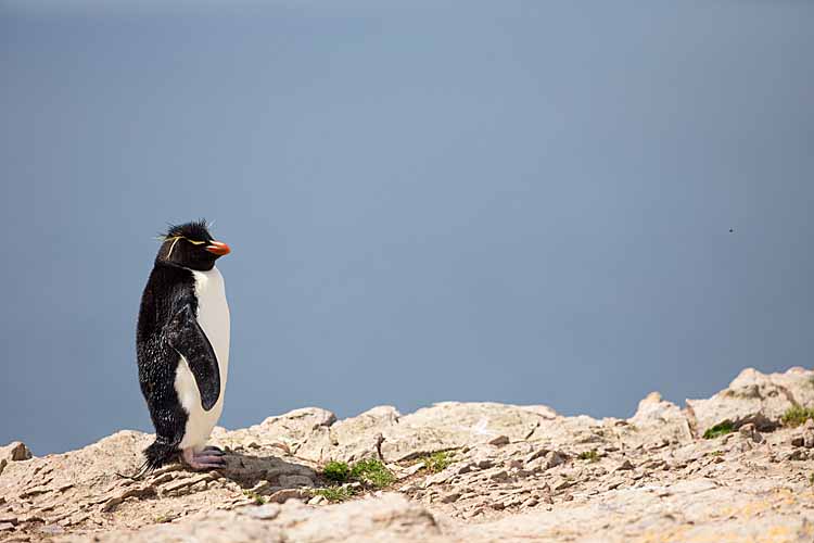 Rockhopper Penguin (Eudyptes chrysocome)