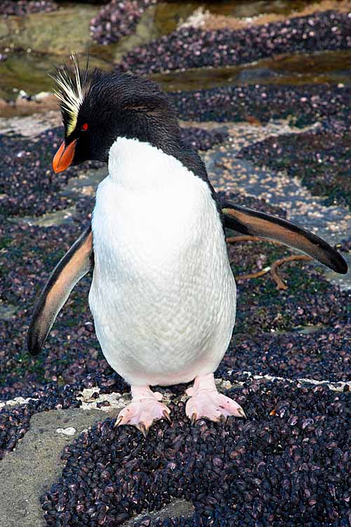 Rockhopper Penguin (Eudyptes chrysocome)