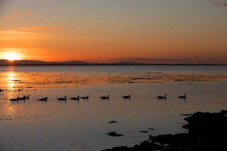 Sunset on South Georgia Island with  Upland Geese (Chloephaga picta)