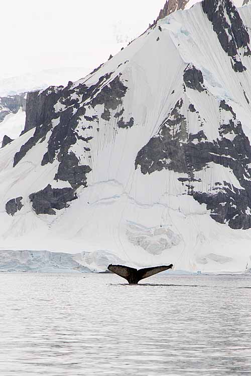 Humpback Whale (Megaptera novaeangliae)
