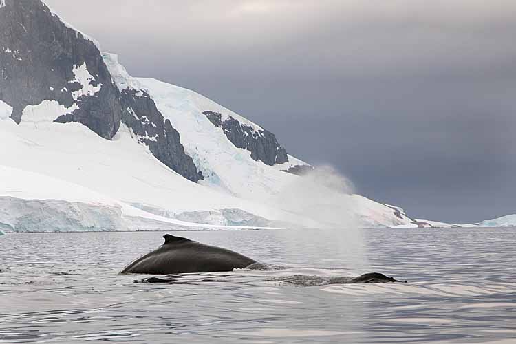Humpback Whales (Megaptera novaeangliae)