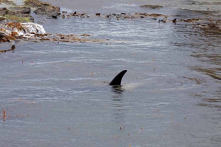 Killer Whale (Orcinus orca)