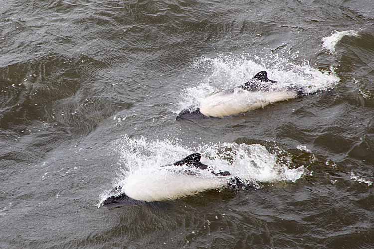 Commerson's Dolphin (Cephalorhynchus commersonii)