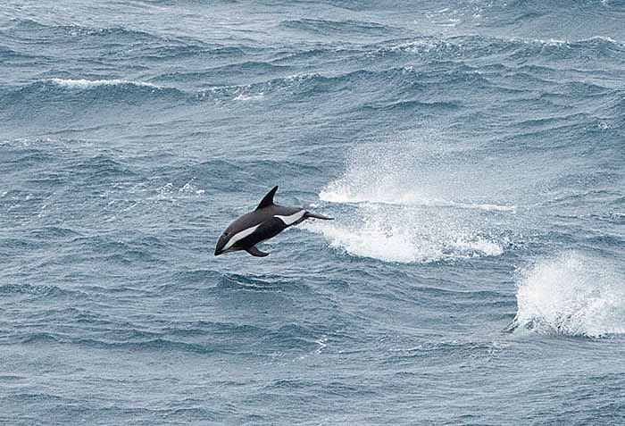 Hourglass Dolphin (Lagenorhynchus cruciger)