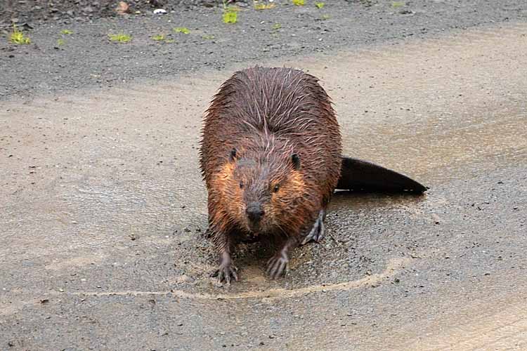 North American Beaver (Castor canadensis)