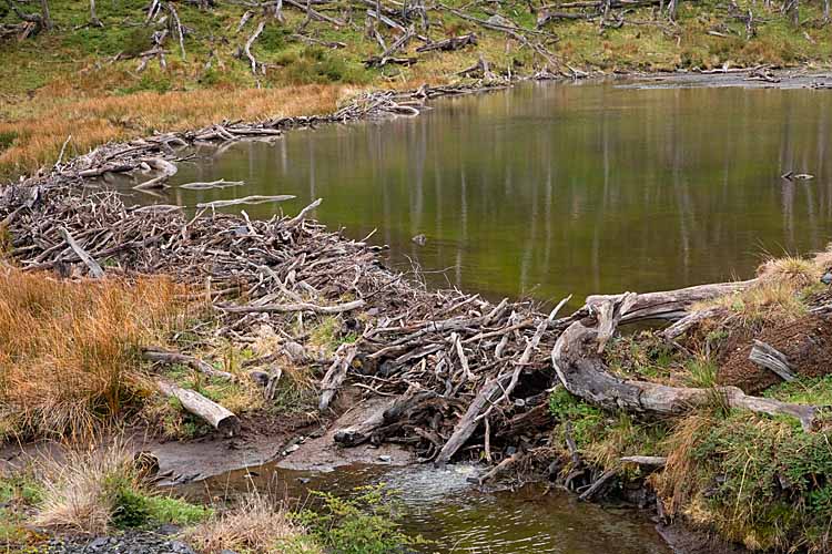 North American Beaver (Castor canadensis)