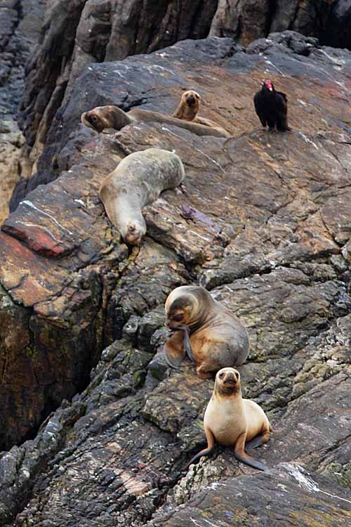 Antarctic Fur Seasl (Arctocephalus gazella)