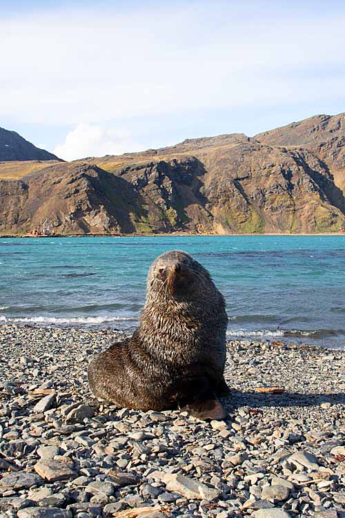 Antarctic Fur Seal (Arctocephalus gazella)
