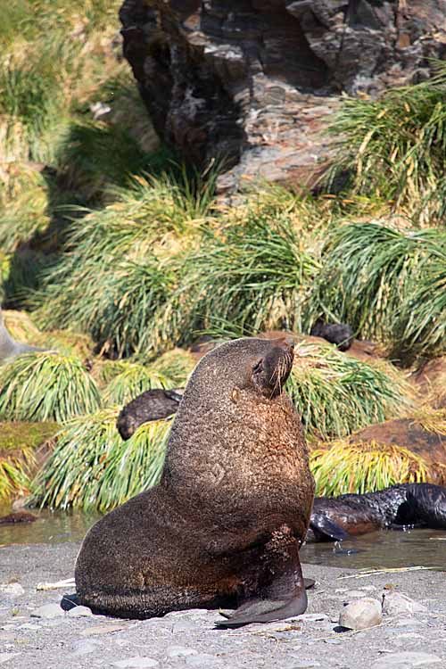 Antarctic Fur Seal (Arctocephalus gazella)