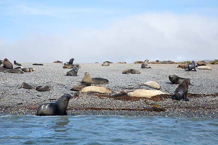 Antarctic Fur Seals (Arctocephalus gazella)