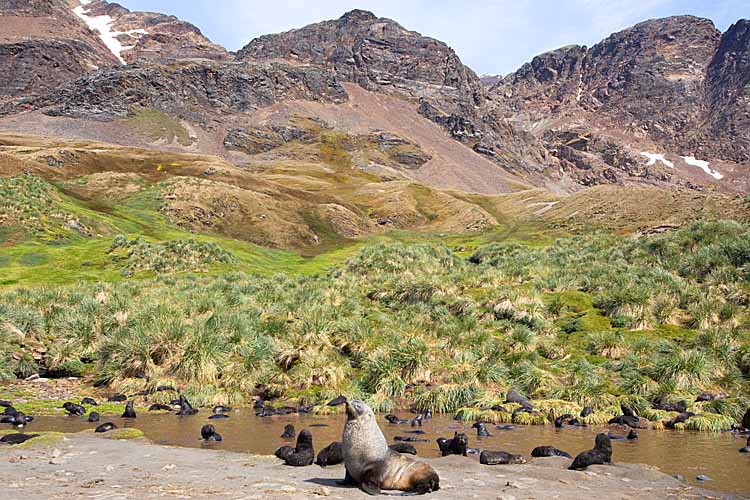 Antarctic Fur Seal (Arctocephalus gazella)