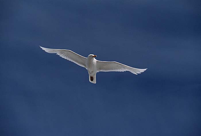 Glaucous-winged Gull (Larus glaucescens)