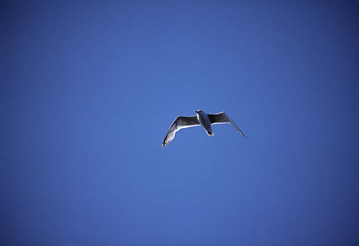 Glaucous-winged Gull (Larus glaucescens)