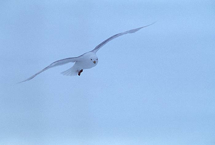 Glaucous-winged Gull (Larus glaucescens)
