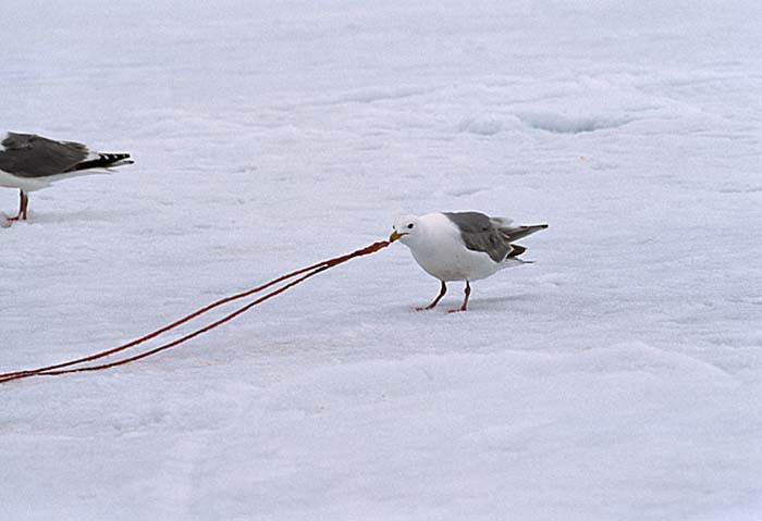 Glaucous-winged Gull (Larus glaucescens)