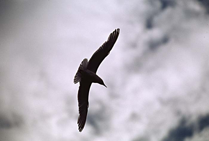 Glaucous-winged Gull (Larus glaucescens)