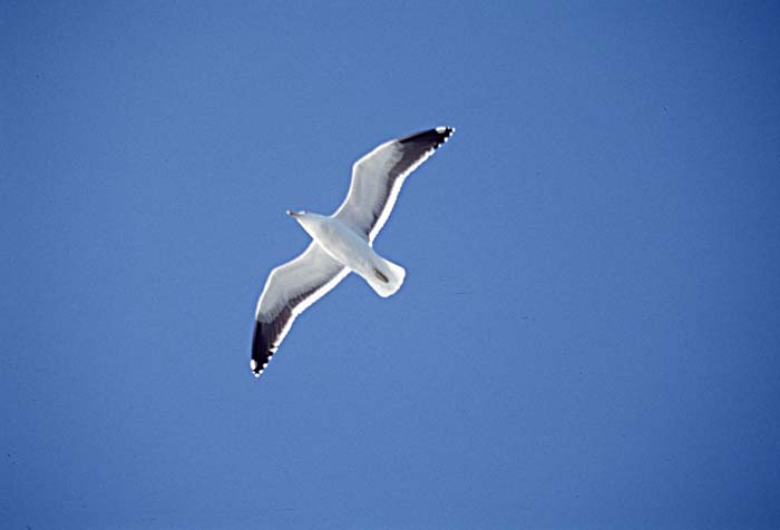 Glaucous-winged Gull (Larus glaucescens)