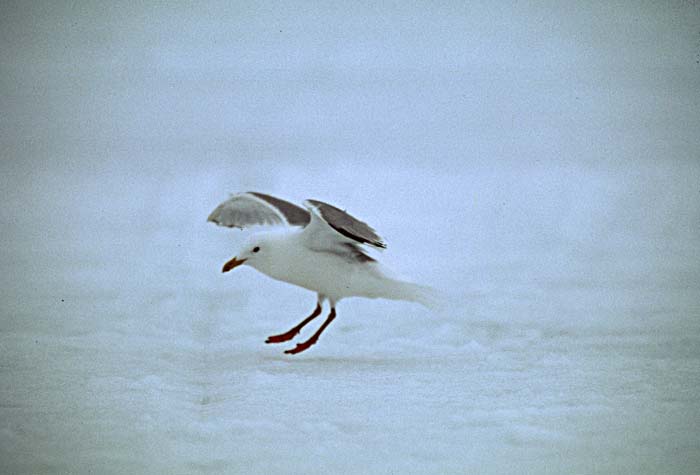 Glaucous-winged Gull (Larus glaucescens)