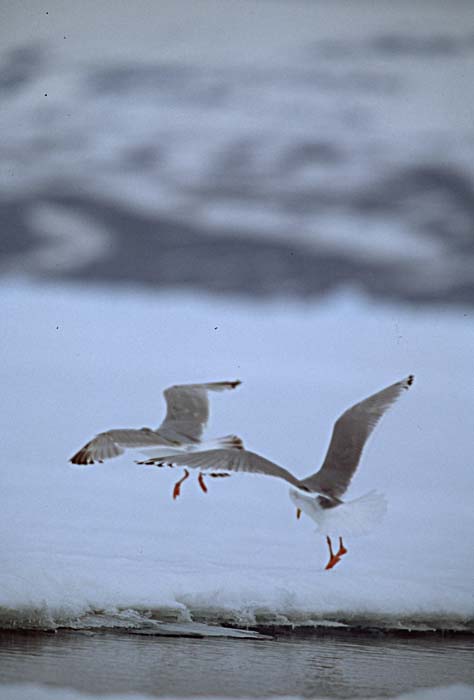 Glaucous-winged Gull (Larus glaucescens)