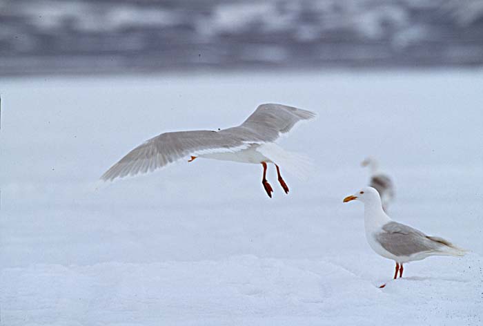 Glaucous-winged Gull (Larus glaucescens)