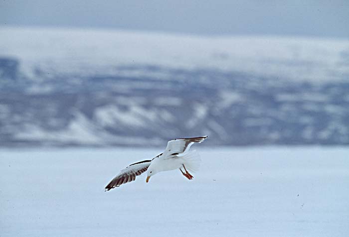 Glaucous-winged Gull (Larus glaucescens)