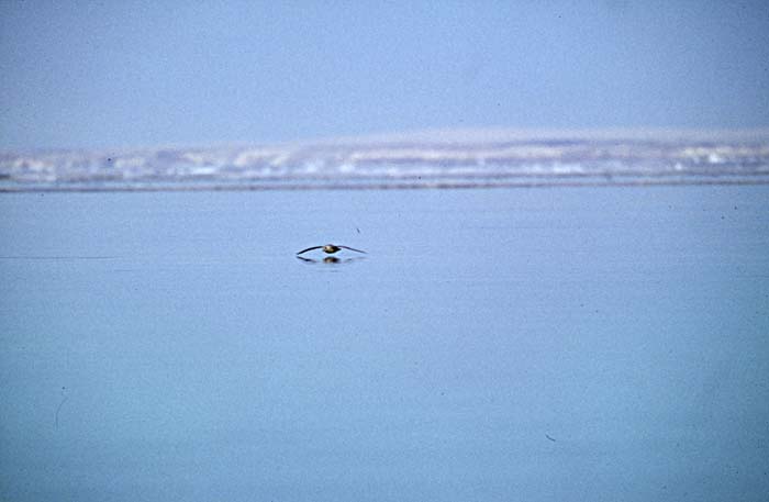 Glaucous-winged Gull (Larus glaucescens)