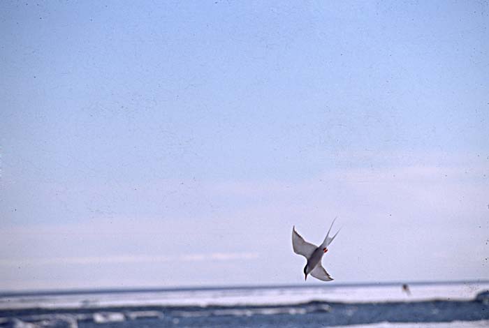 Arctic Tern (Sterna paradisaea)