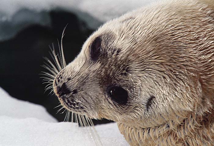 Ringed Seal (Phoca hispida)