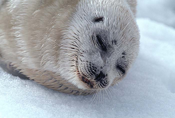 Ringed Seal (Phoca hispida)