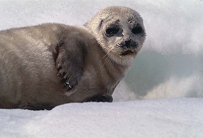 Ringed Seal (Phoca hispida)