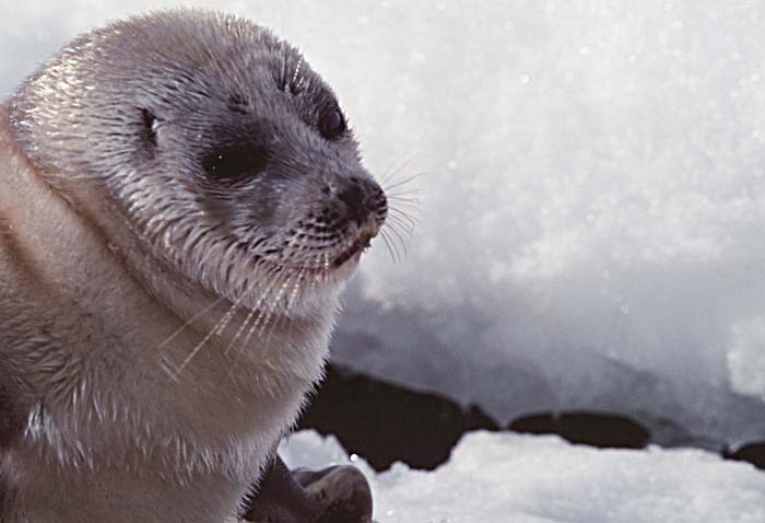 Ringed Seal (Phoca hispida)