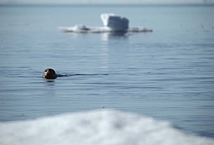 Ringed Seal (Phoca hispida)