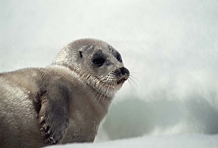 Ringed Seal (Phoca hispida)