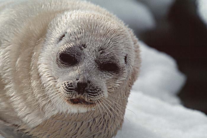 Ringed Seal (Phoca hispida)