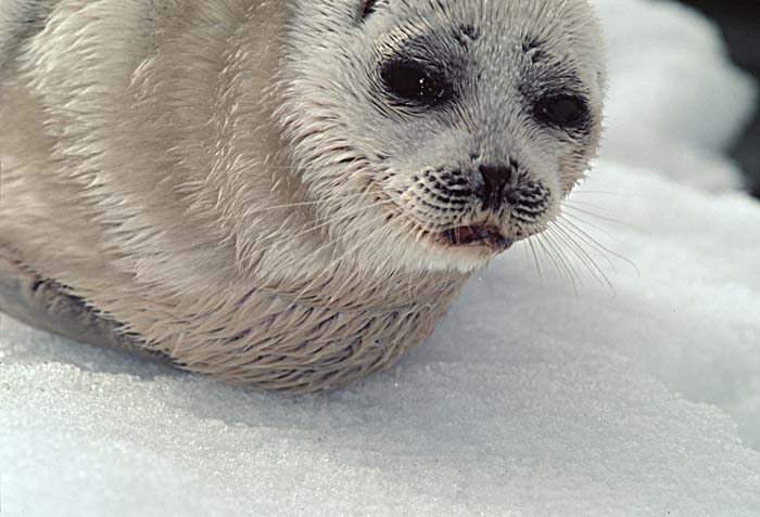 Ringed Seal (Phoca hispida)