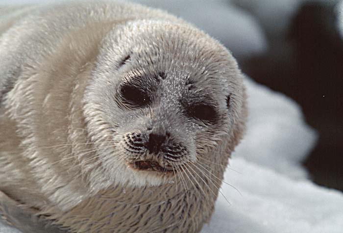 Ringed Seal (Phoca hispida)