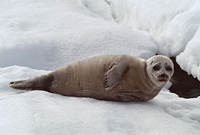 Ringed Seal (Phoca hispida)
