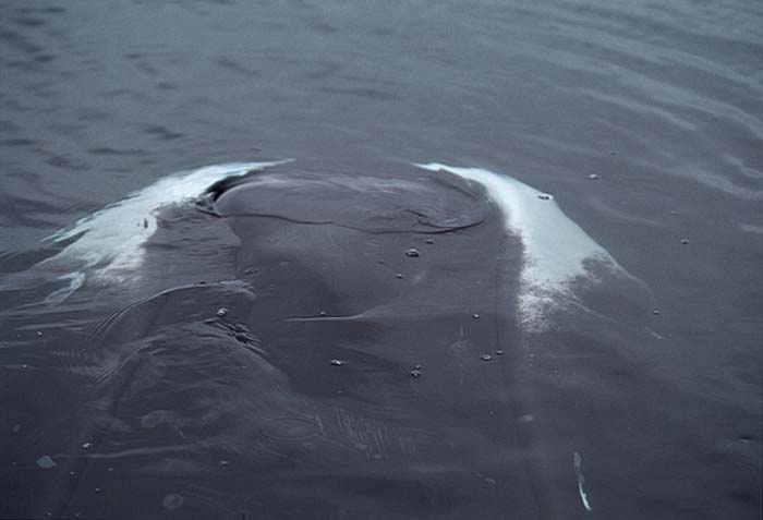 Bowhead Whale (Balaena mysticetus)