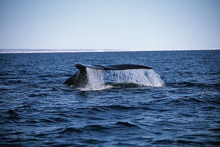Bowhead Whale (Balaena mysticetus)