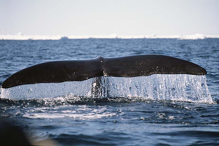 Bowhead Whale (Balaena mysticetus)