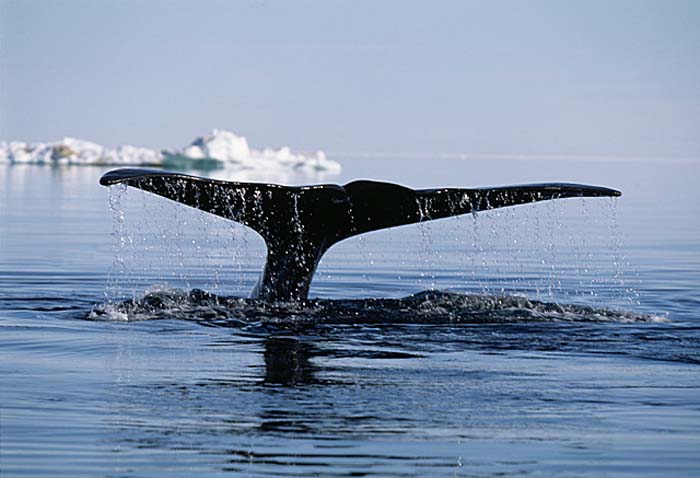 Bowhead Whale (Balaena mysticetus)