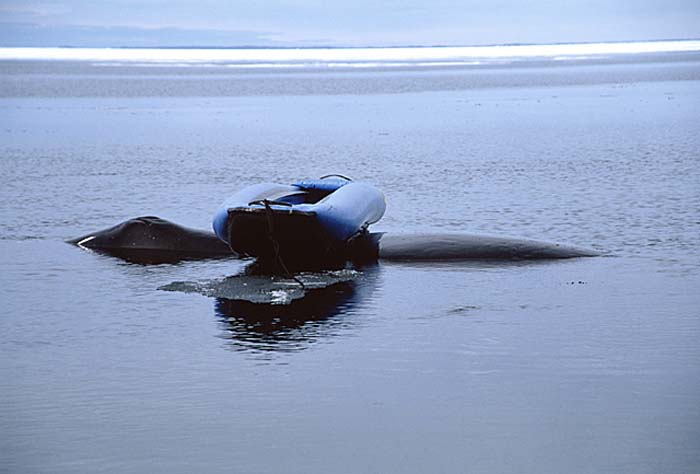 Bowhead Whale (Balaena mysticetus)