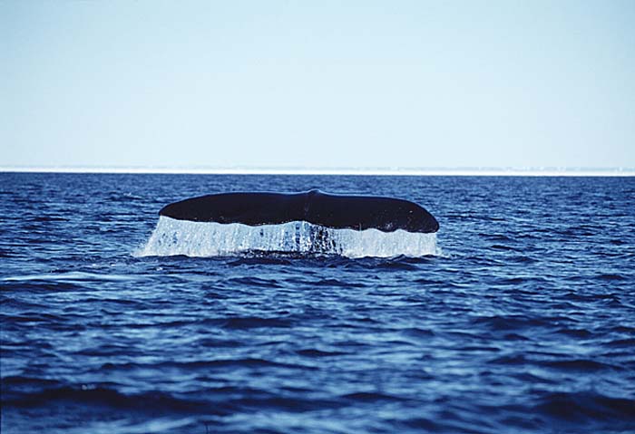 Bowhead Whale (Balaena mysticetus)