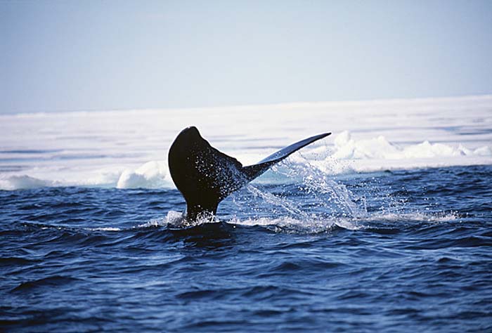 Bowhead Whale (Balaena mysticetus)