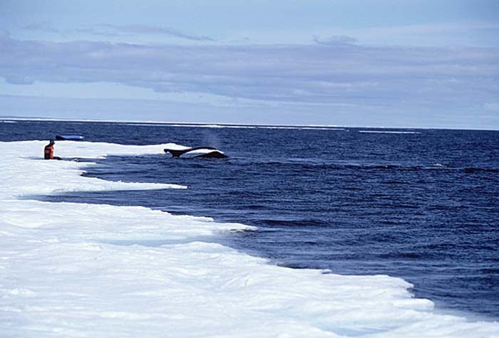 Bowhead Whale (Balaena mysticetus)