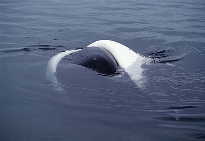 Bowhead Whale (Balaena mysticetus)