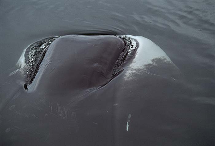 Bowhead Whale (Balaena mysticetus)