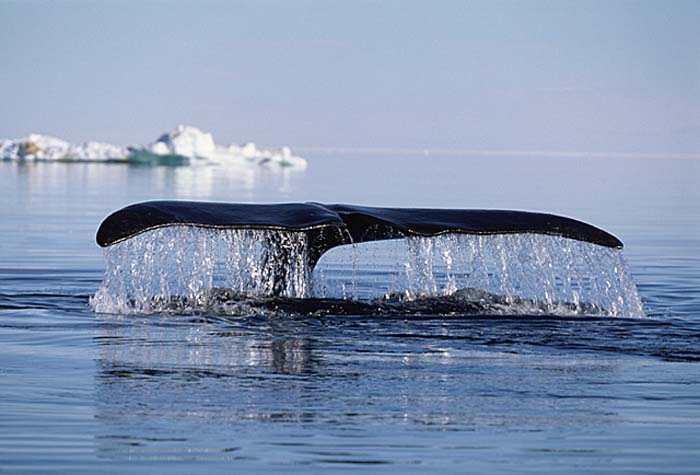 Bowhead Whale (Balaena mysticetus)