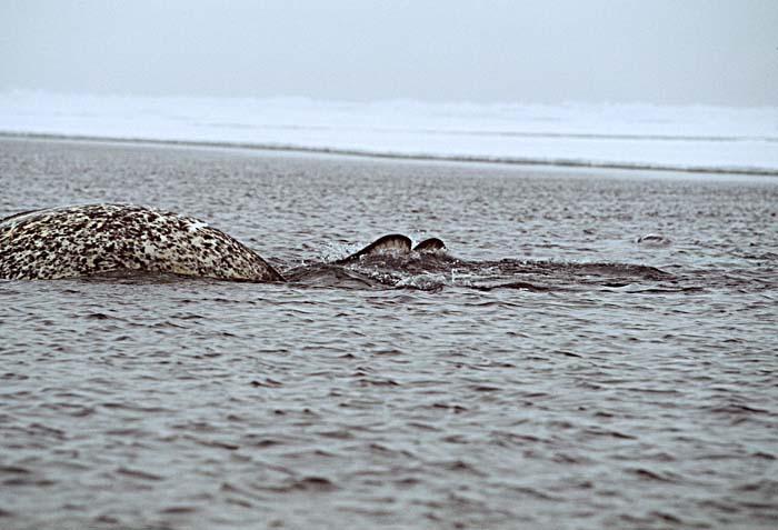 Narwhal (Monodon monoceros)