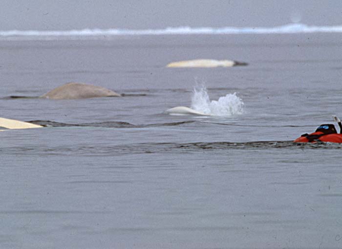 Beluga Whale (Delphinapterus leucas)